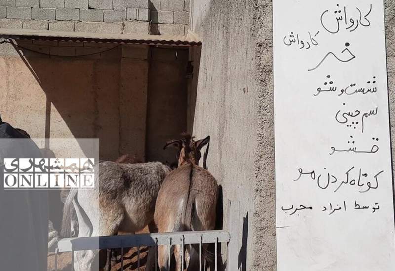 «کارواش خر»؛ شست و شو، قشو، سم‌گیری و مسواک در ٢٠ دقیقه! + تصاویر