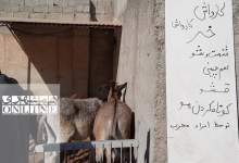 «کارواش خر»؛ شست و شو، قشو، سم‌گیری و مسواک در ٢٠ دقیقه! + تصاویر
