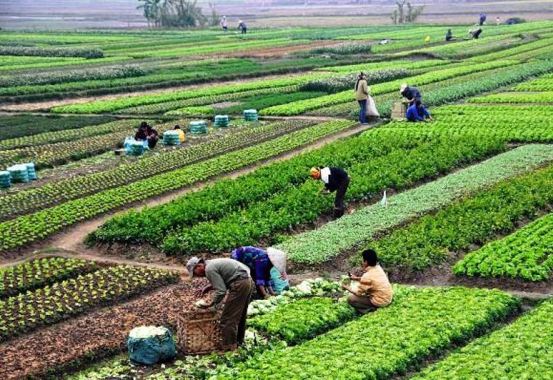 سبزی کاری با فاضلاب در «چاه بردی» کهگیلویه / سلامت مردم تهدید می‌شود