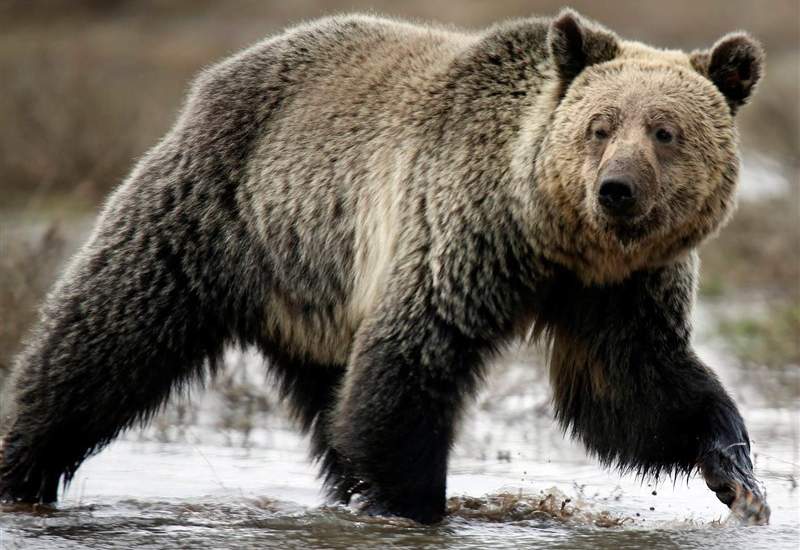 یک قلاده خرس به چوپانی در منطقه کوه سیاه کهگیلویه حمله کرد