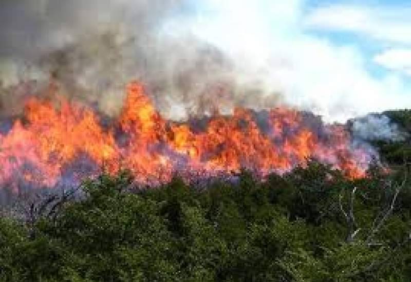 حرف‌های جالب فرماندار گچساران در باره مأموران منابع طبیعی / دست خالی و آتش‌هایی که جنگل‌ها را می‌بلعد