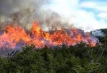 حرف‌های جالب فرماندار گچساران در باره مأموران منابع طبیعی / دست خالی و آتش‌هایی که جنگل‌ها را می‌بلعد