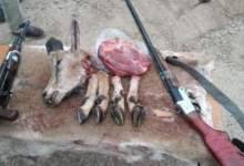 شکارچی بزکوهی در گچساران محکوم به زندان شد