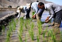 کشت پاییزه و بهاره در حاشیه رودخانه بشار یاسوج ممنوع شد