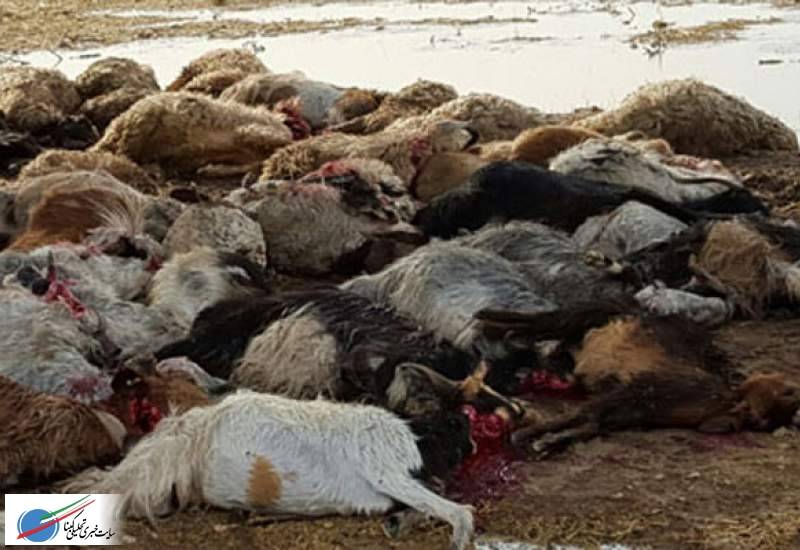 تلف شدن ۳۰ رأس گوسفند در لوداب