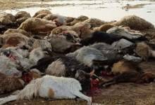 تلف شدن ۳۰ رأس گوسفند در لوداب