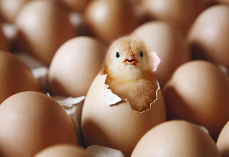 قیمت هر شانه تخم‌مرغ در کهگیلویه و بویراحمد اعلام شد