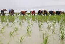 کشت برنج در کهگیلویه و بویراحمد ممنوع شد