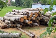 کشف و ضبط یک محموله قاچاق چوب بلوط در کهگیلویه و بویراحمد