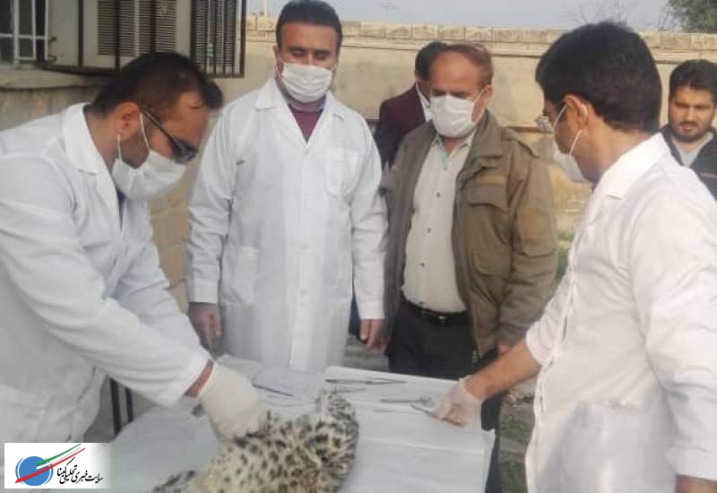 «مسمومیت» علت احتمالی مرگ  دو توله پلنگ کشف شده در چرام