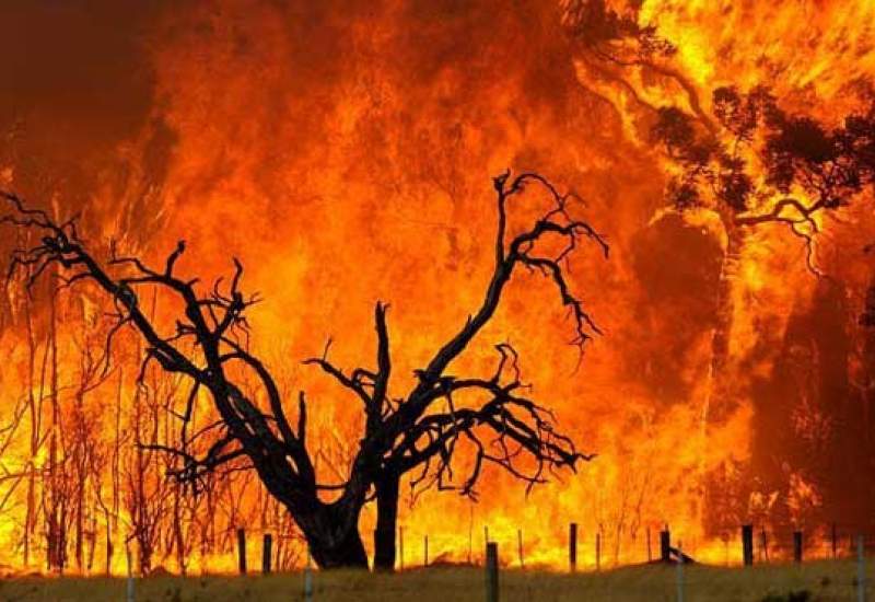 300 هکتار از جنگل‌های کهگیلویه و بویراحمد در آتش سوخت