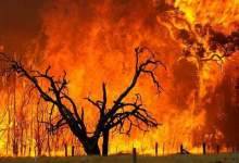 300 هکتار از جنگل‌های کهگیلویه و بویراحمد در آتش سوخت