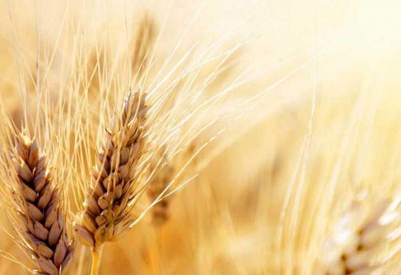 قیمت کمباین گندم آبی و دیم در کهگیلویه و بویراحمد مشخص شد