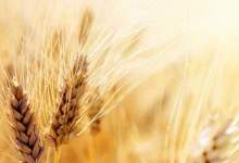 قیمت کمباین گندم آبی و دیم در کهگیلویه و بویراحمد مشخص شد