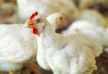 پلمب 5 مرکز غيرمجاز عرضه مرغ زنده در شهر مارگون