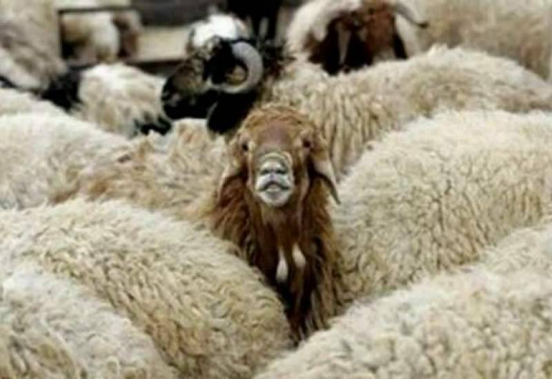 کشف 125 رأس گوسفند قاچاق در یاسوج