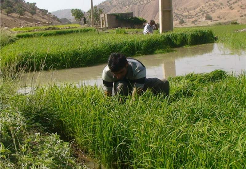 نگرانی کشاورزان دیشموکی از کمبود کود شیمیایی / پروژه میلیاردی که نابود شد / مدعی‌العموم و استاندار جدید به مسئله کشاورزان ورود کنند