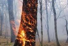 مهار آتش در جنگل «تلخ خالی»