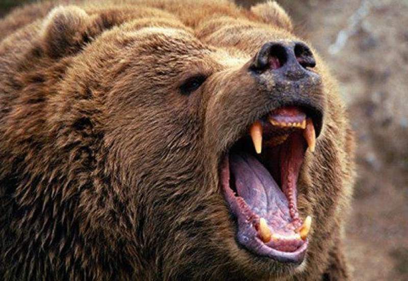 چویان بویراحمدی از حمله «خرس» نجات یافت