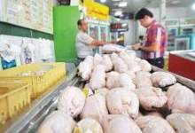 افزایش قیمت مرغ تا 14هزار و 300تومان/ بی توجهی مرغ داری ها به اولتیماتوم رئیس جهادکشاورزی