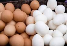 پرورش مرغ تخم گذار یکی از نیازهای استان/کمبود 50درصدی تخم مرغ