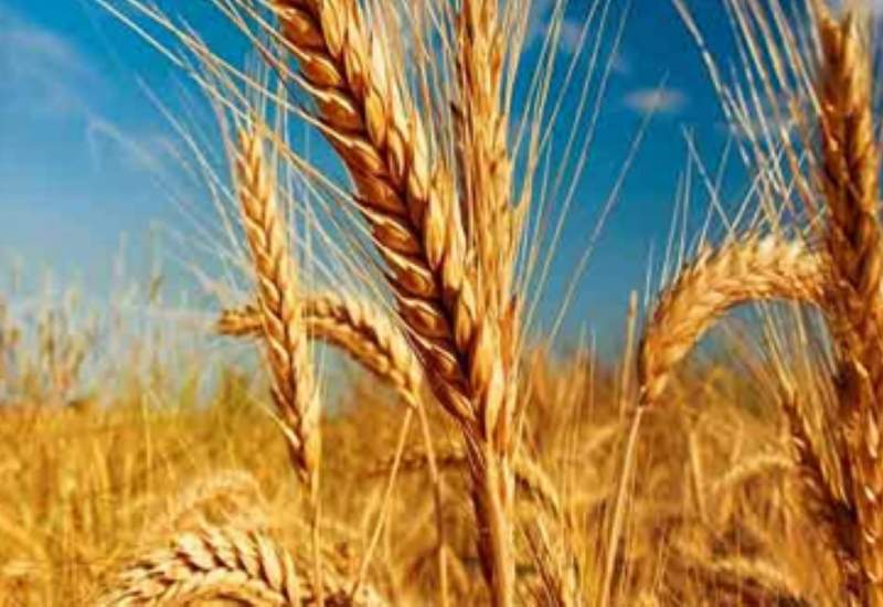 واردات گندم در دست بررسی است/خرید تضمینی تا آخر شهریور تمام می شود