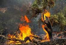 جنگل بلوط اندیکا در استان خوزستان آتش گرفت