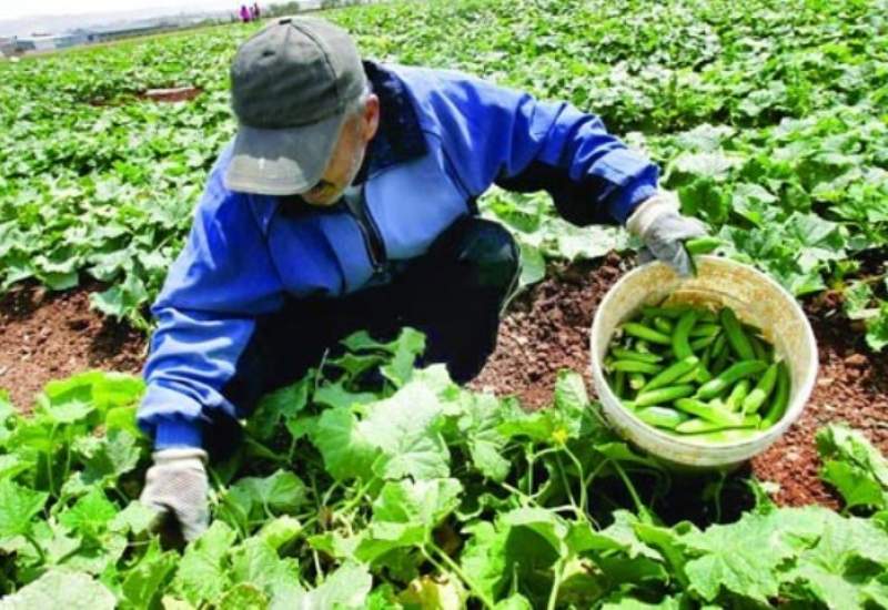 تأثیر ناکارآمدی تعاون روستایی بر معیشت ۱۰ میلیون کشاورز