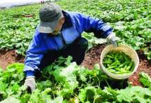 تأثیر ناکارآمدی تعاون روستایی بر معیشت ۱۰ میلیون کشاورز