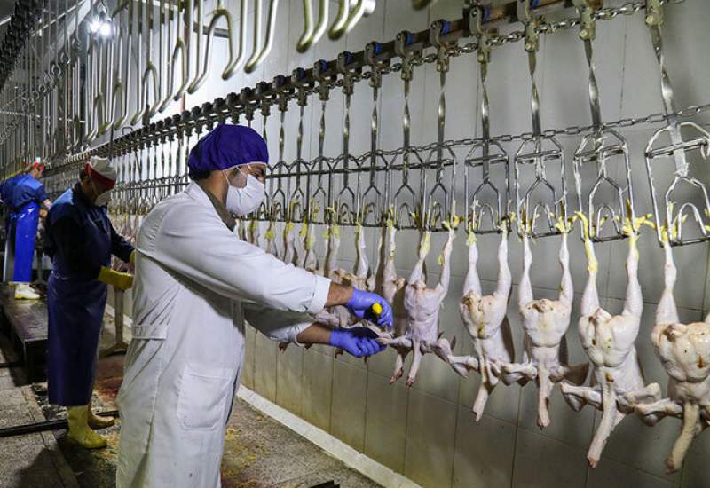 توضیحات دامپزشکی کهگیلویه و بویراحمد در باره ابهامات کشتارگاه مرغ گچساران؛ مردم نگران نباشند، کشتارگاه تا نتیجه آزمایش و ضدعفونی کامل تعطیل است
