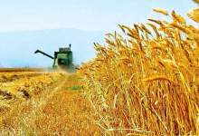 آغاز خرید اولین محموله گندم کشاورزان استان در سال ۹۹