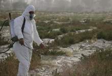 تصویب ۲۰۰ میلیارد ریال برای مبارزه با هجوم ملخ صحرايي