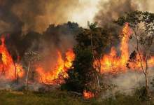تراژدی آتش سوزی جنگل‌های کهگیلویه و بویراحمد تمامی ندارد
