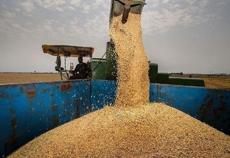 10 هزار تن گندم در گچساران خریداری شد