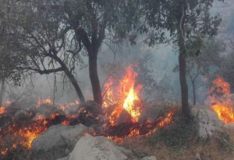 وقوع آتش‌سوزی در جنگل‌های اندیکا