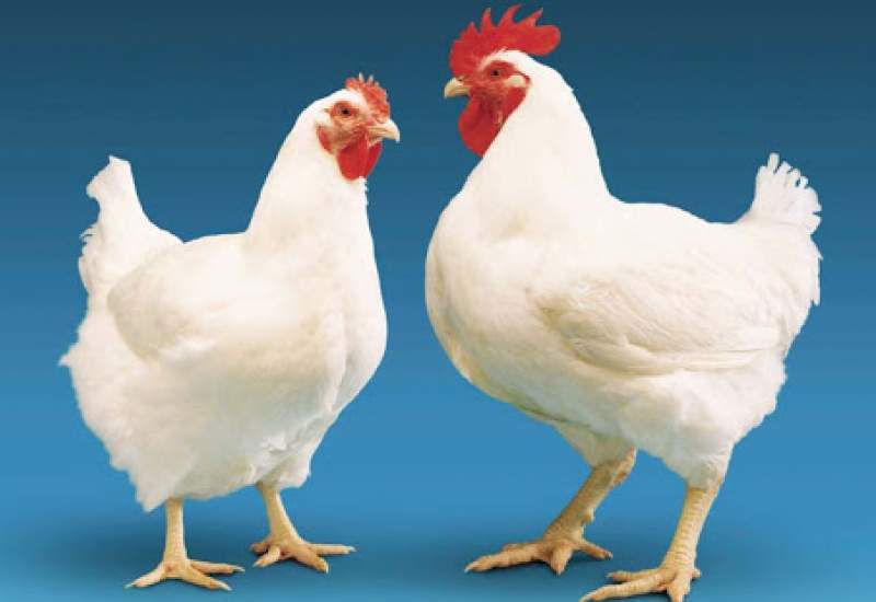 قیمت مرغ در کهگیلویه و بویراحمد مشخص شد