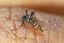 بیماری‌هایی که از "پشه" به انسان منتقل می‌شوند