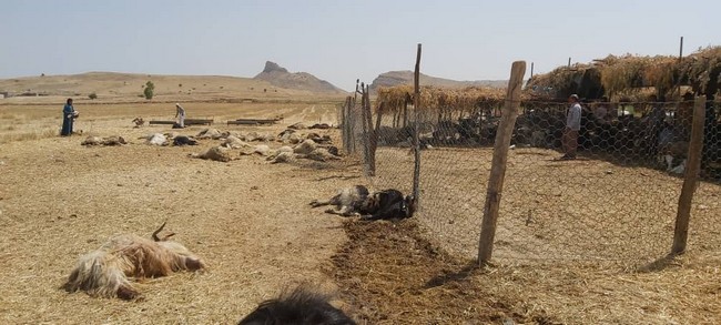 تصاویر تلف شدن گوسفندان در گچساران