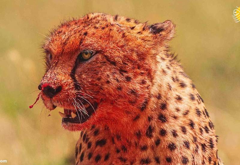 (تصاویر) ماسکِ خون؛ سر و صورت خونی یوزپلنگ‌ها پس از خوردن شکار
