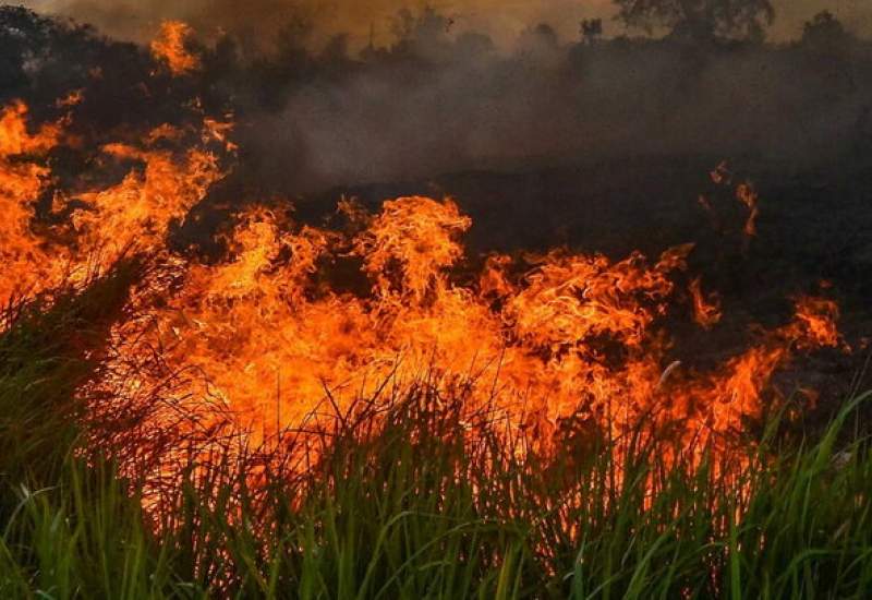 آتش در دامن جنگل‌های زاگرس؛ از دمچنار بویراحمد تا خائیز کهگیلویه ( + فیلم )