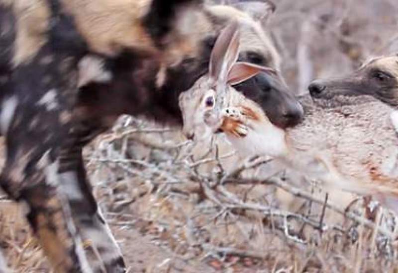 (ویدئو) سگ‌های وحشی خرگوش را دریدند