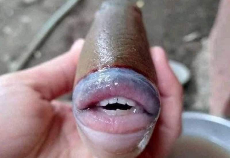 (تصویر) ماهی عجیب الخلقه که دهان و دندان شبیه انسان دارد!