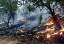 آتش در جنگل‎‌های کهگیلویه و بویراحمد می‌‌تازد / تراژدی خاکستر شدن جنگل‌ها