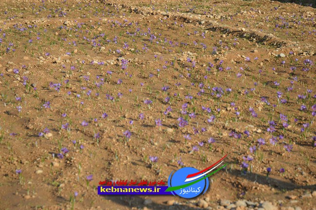 تصاویر برداشت زعفران برای نخستین بار در روستای انجیرسیاه گچساران