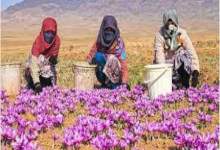 حمایت بنیاد مسکن از بهره‌برداران زعفران در شهرستان گچساران