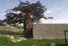 قدیمی ترین درخت سرو ایران در «باشت» نیازمند اعتبار ساماندهی