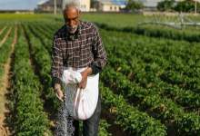 کمبود کود شیمیایی در بخش لوداب صدای کشاورزان را درآورد