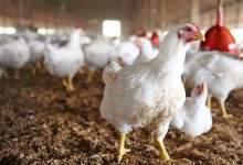 تاج‌الدینی: تمهیدات لازم برای تأمین مرغ زنده به کشتارگاه‌ها انجام شده است