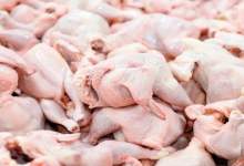 ۴۰ تن مرغ منجمد در بازار کهگیلویه و بویراحمد توزیع شد