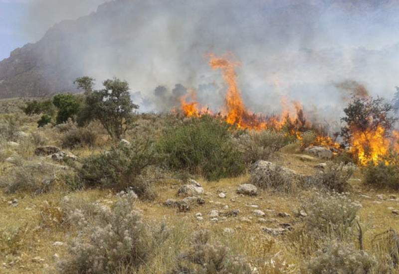 باز هم؛ آتش سوزی در منطقه حفاظت شده دیل